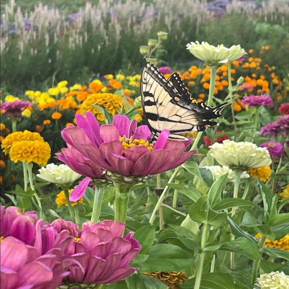 Meet your Posher, Posh - Picture 3 of 3